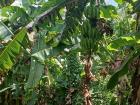 "Plantain" tree at a farm 