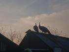 Peacocks perched on the top of roof at the farm