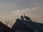 Peacocks perched on the top of roof at the farm