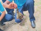One of the kids found a woodpecker