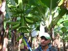 Bananas beginning to sprout from their tree!