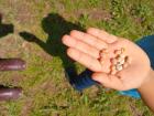 Some kids found lizard eggs under a rock!