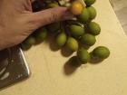 A branch of limoncillo. Ready to sell!