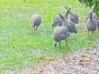 Guinea fowl are beautiful birds!