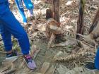 This is what the banana tree looked like after the tour guide squeezed it!