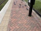 Pigeons I saw when waiting for the tram