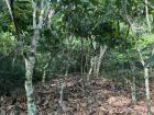 These are young cocoa trees, about 5-8 years old, spaced in equal rows