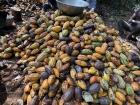 This whole pile of cocoa pods took 10 people a full day to cut open
