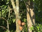 This is how cocoa pods are grown on trees, they will go all the way up to the top like this