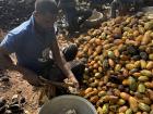 A farmer who is called "PTA Chairman" cutting open cocoa pods with a machete