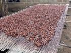 This is how cocoa beans are dried in the sunlight, they are everywhere in the village