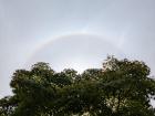 A rainbow, which happened to be above a Japanese maple tree!