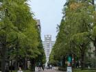 Ginkgo Avenue on Aoyama campus, where the road to the main gate is lined with ginkgo trees