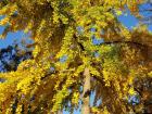 Ginkgo trees like these at North Central College turn a bright yellow in autumn, and their branches sprout randomly from their trunks