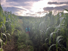 My host grandma, Doña Maria, picking veggies in her corn field