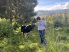 Cows like sweet bread, too