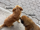 Galleta y Canelo (Cookie and Cinnamon)