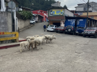 Sheep outside my apartment