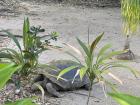 Tortoise at the zoo