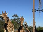 Giraffe!