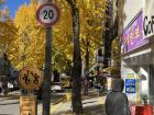 This is a popular street near my university. This street is filled with cafes, fast food places, and restaurants. The trees in the photo are ginkgo trees, which turn yellow in the fall.