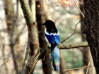 A picture my friend took of a magpie resting on a branch in a local park in Seoul. The vivid blue color of this bird's feathers really makes this creature stand out.