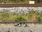 Two magpies chatting with each other on a quiet street in Seoul.