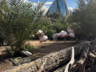 Flamingos at the Oceanografic de Valencia