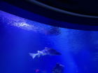 Shark at Oceanografic de Valencia