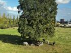 On my way to Trier I saw the cutest cows sitting under a tree!
