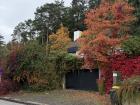 Very vibrant tree colors