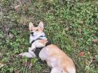 Diesel loved rolling in the grass on our hike