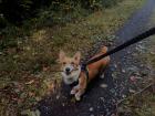 He loves sticks!