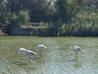 The first weekend trip I went on was to see the flamingos in Le Camargue National Park