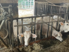 We visited a farm and saw calves in San Gimignano