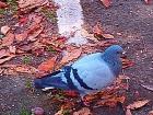 There are pigeons everywhere in Madrid, and I found one at Retiro Park! 