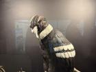 The Andean condor, made entirely of chocolate!