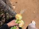 Onions from our garden