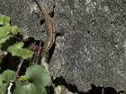 Just like back home, Verona has lizards that love to soak up the sun