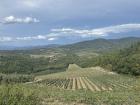 The vineyards from above on the hillside 