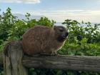 A cute dassie lounging around!
