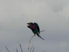 Really cool rainbow-colored bird that I saw this week! 