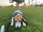 Bruno the Beagle lying in the grass at Long Beach