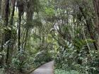 Lush green walkway at Instituto Inhotim