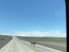 Guanaco crossing the road