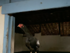 Black chicken sitting on a ledge