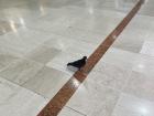 A pigeon inside the mall