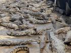 Young crocodiles at the farm, how many do you think are in this photo?