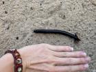 The giant millipede!
