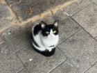 This cute cat is always around my campus!